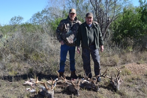 Whitetail